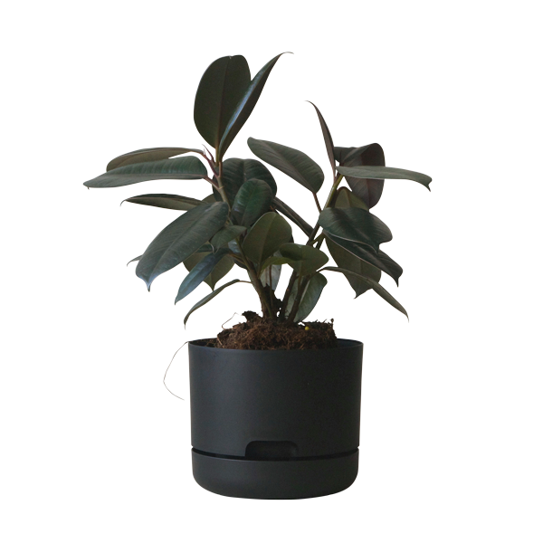 Selfwatering Plant Pots 250mm